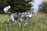 ALASKAN MALAMUTE 715
